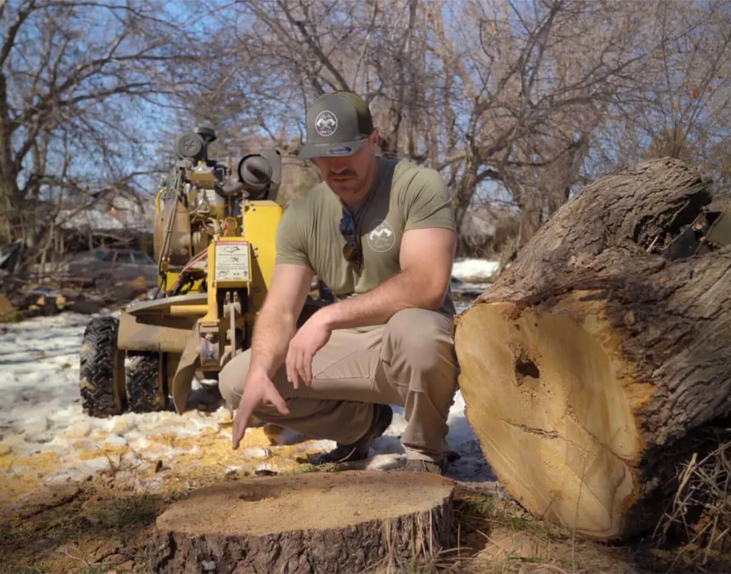 Efficient Stump Grinding Solutions on the Sunshine Coast