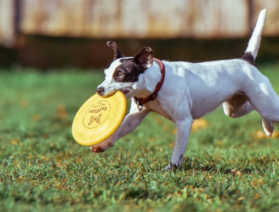 The Essential Guide to Poop Pick Up Services for Pet Owners