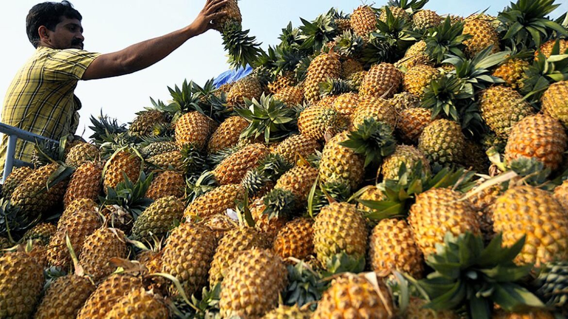 Exploring Opportunities with Pineapple Farms for Sale