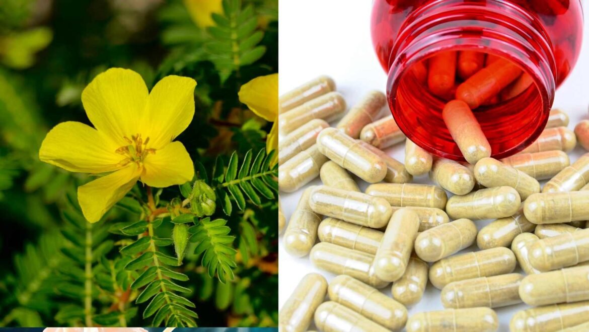 Entendiendo el Tribulus Terrestris y Sus Beneficios